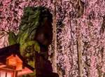 美麗又可愛的《足羽神社櫻花籤》別騙我了這明明就是粽子…… 美麗又可愛的《足羽神社櫻花籤》別騙我了這明明就是粽子……