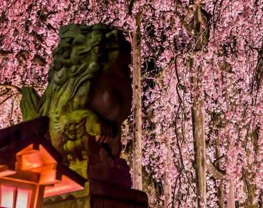 美麗又可愛的《足羽神社櫻花籤》別騙我了這明明就是粽子……