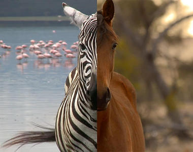 《為什麼沒人騎斑馬？》難道不是因為花紋嗎？