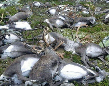 挪威《323頭馴鹿慘遭雷擊》遍佈整座山頭的馴鹿屍體...QQ