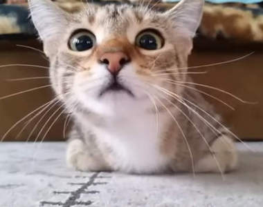 《貓咪看恐怖片》萌貓一臉驚恐陪看萌度滿點♥