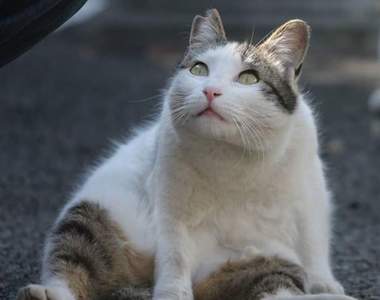 《東京流浪貓攝影集》看完也想跟他們一起流浪惹❤
