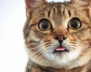 《忘了收舌頭的貓》超無防備的吐舌萌樣讓貓奴們集體融化♥