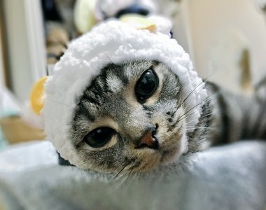 《貓綿羊轉蛋》不僅可以給喵星人用～還可以套娃娃啊