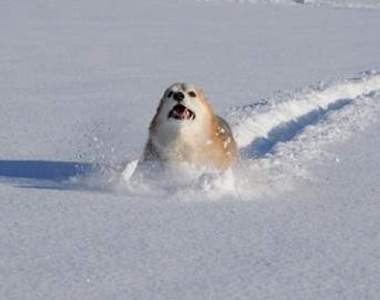 《討厭冬天的動物》用驚恐表情告訴你多不喜歡冷天