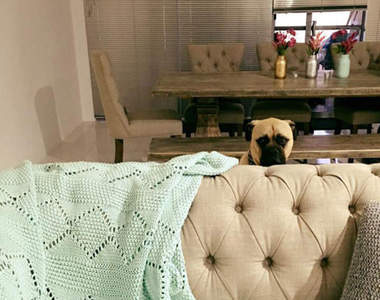 《如影隨形的狗狗》就是要貼身監視主人的一舉一動（盯）