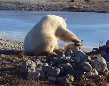 《北極熊靠近狗狗之後的舉動》原本以為狗會有危險沒想到北極熊是個狗奴w