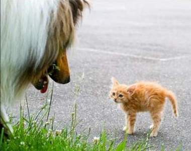 《威嚇炸毛小貓》雖然很可愛但還是要好好安撫人家啊♥