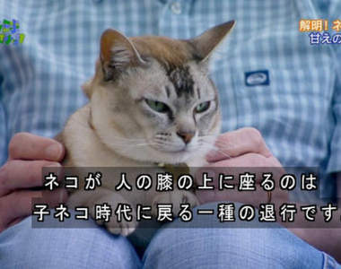 紀錄片解說《貓咪把你當媽媽的表現》原來坐上大腿這麼有意義……