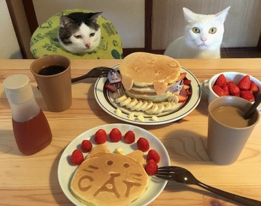 《餐桌上的貓》趴兔 開始玩起變裝拉