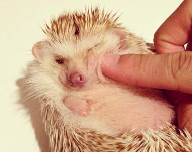 警戒心很重的《刺蝟》完全放鬆的瞬間　心防再重也都融化了♥