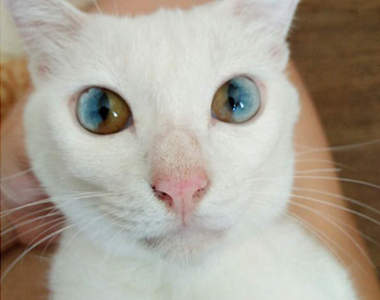 《貓咪混色瞳》寶石般的眼睛裡面真的有小宇宙耶~