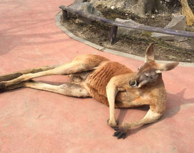 《失去野性的袋鼠》根本假日躺在客廳看電視的老爸啊wwww