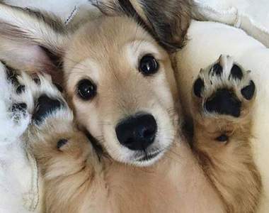 《為什麼狗掌聞起來像爆米花》?原來背後原因是這個