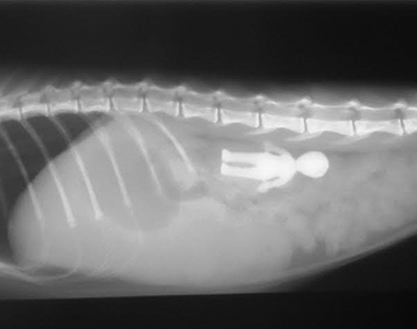 《最常被寵物吞掉的東西TOP10》襪子少了一隻？嗯......