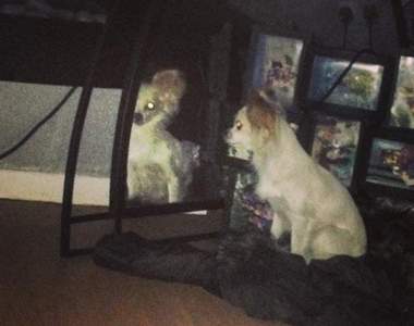 《毛骨悚然的寵物》寶貝我膽小別嚇我......