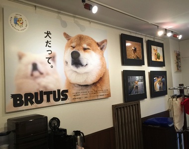 人氣柴犬《丸太郎的主題館》不僅可以看展 還有周邊可以買喔