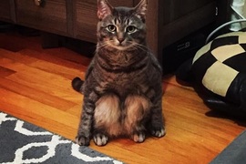 《蹲坐貓Wilbur》順利找到主人的傻萌流浪喵星人♥