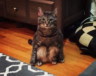 《蹲坐貓Wilbur》順利找到主人的傻萌流浪喵星人♥