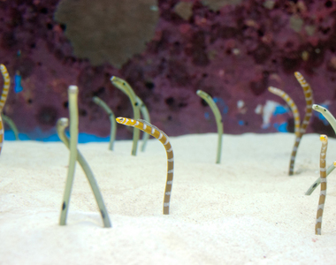 超衝擊《花園鰻的下半身》怎麼跟我想像的不一樣...(⊙_⊙)