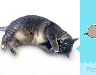 《真貓重現胖吉貓Pusheen》你真的不是Pusheen本喵嗎！？