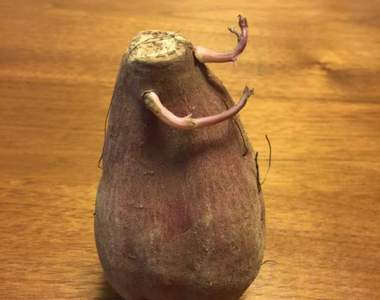 推特話題的《奇形蔬菜》下一秒突然動起來都不奇怪啊啊啊