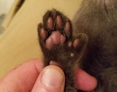 多一個肉球捏不好嗎？《多趾貓》的魅力讓你甘願變貓奴