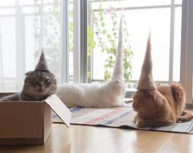 《貓毛帽子》自己生產(?)的帽子自己戴喔♥