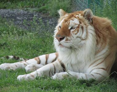 《毛色特殊的白鬍子老虎》彷彿奇幻世界裡的賢者