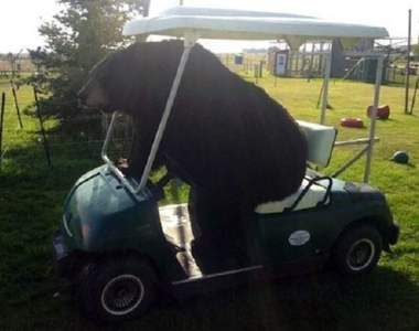 《誰說熊很可怕？》至少這些照片中的牠們一點也不可怕ww