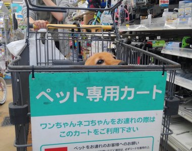 賣場的《寵物專用推車》讓毛小孩跟你一起逛賣場～安全又安心