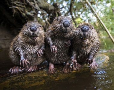《海狸寶寶的魅力》就是喜歡這種靦腆小老頭一般的可愛