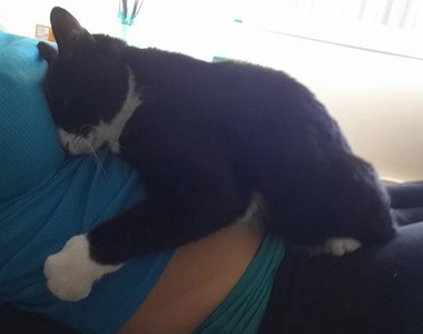 超暖心《守護寶寶的貓咪》未來的小主人你好嗎？