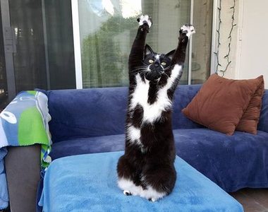 《舉手貓 Keys》雙手舉高高是有什麼意見想說嗎？（遞mic）