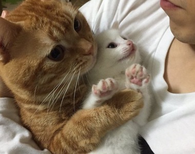 超溫馨《大貓抱小貓》每一隻我都想抱緊緊啦～