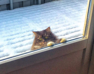 《玩雪貓 Nala》人類奴才快開門出來玩雪呀～