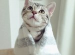 《惠方卷喵星人》看起來有夠好吃的~我要開動啦(張嘴) 《惠方卷喵星人》看起來有夠好吃的~我要開動啦(張嘴)