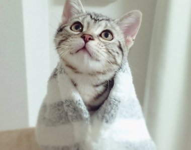 《惠方卷喵星人》看起來有夠好吃的~我要開動啦(張嘴)