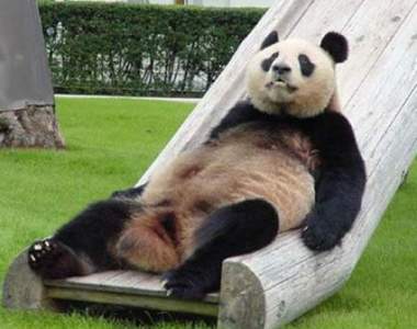 《熊貓的日常》連開心的吃喝玩樂時光也都是這麼軟趴趴的度過～