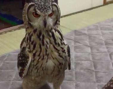 《被整的貓頭鷹》主人拿老鼠玩偶丟～貓頭鷹：你整我啊？（瞪）