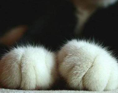 天冷必看好暖和《毛茸茸的動物》快來抱緊處理這些小毛球♥
