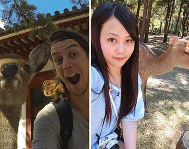 《奈良的鹿有差別待遇》為何與外國人熱情合照　對日本人卻好冷淡...？