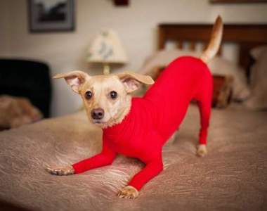 非搞笑用《狗狗緊身衣》微微逗趣的衣服其實有保護狗狗的功能喲～