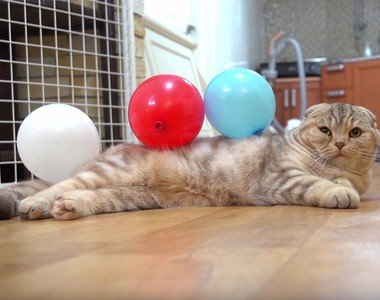 《氣球與貓》如何溫柔的欺負你家毛小孩♥