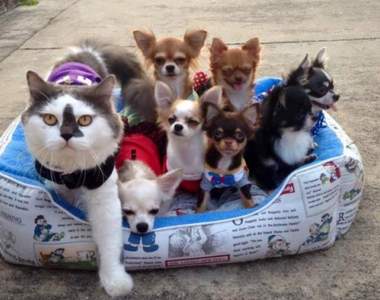 《貓奶爸與七隻吉娃娃》收集七隻吉娃娃可以召喚出神龍嗎？