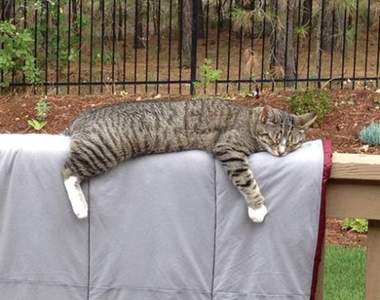 《貓咪心中有床處處是床》戶外篇 整個城市都是朕的龍床啦喵～