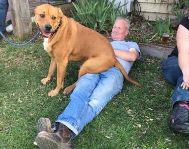 寵物知識《為什麼狗要把屁股面向你》知道答案後會內牛滿面