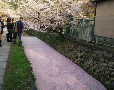 超夢幻的粉紅《櫻花海》還有一隻小鴨鴨在上面游啊游~