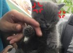 《不爽剪指甲的怒顏貓》誰準許你剪我的指甲(怒) 《不爽剪指甲的怒顏貓》誰準許你剪我的指甲(怒)