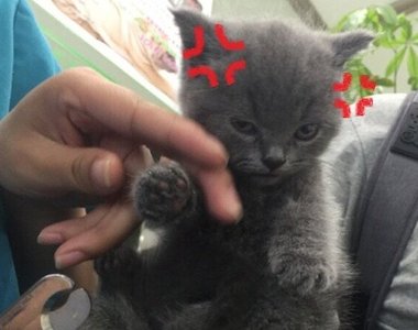 《不爽剪指甲的怒顏貓》誰準許你剪我的指甲（怒）